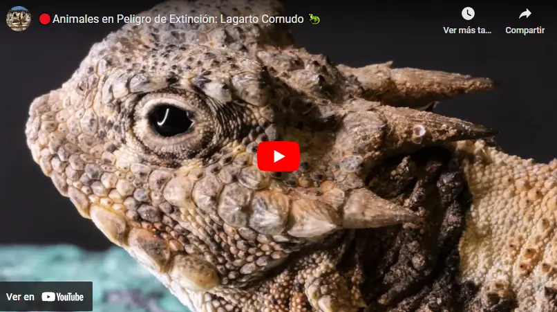 video-lagarto-cornudo