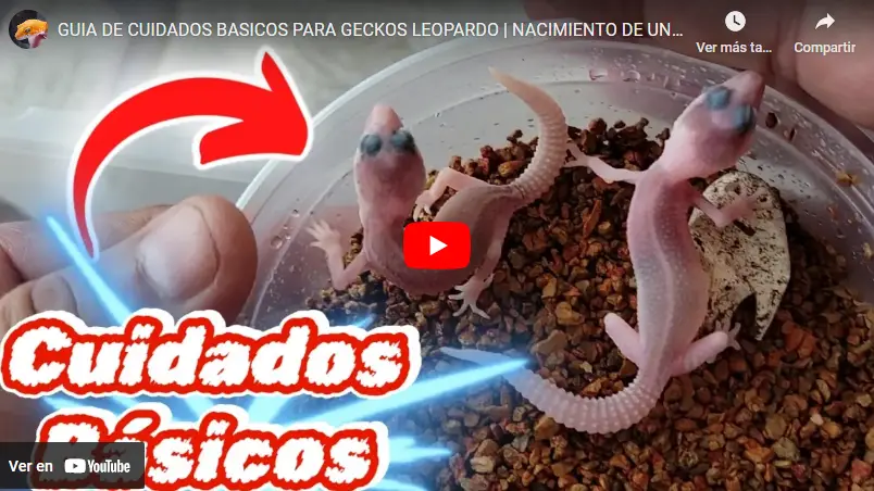 video-gecko-leopardo