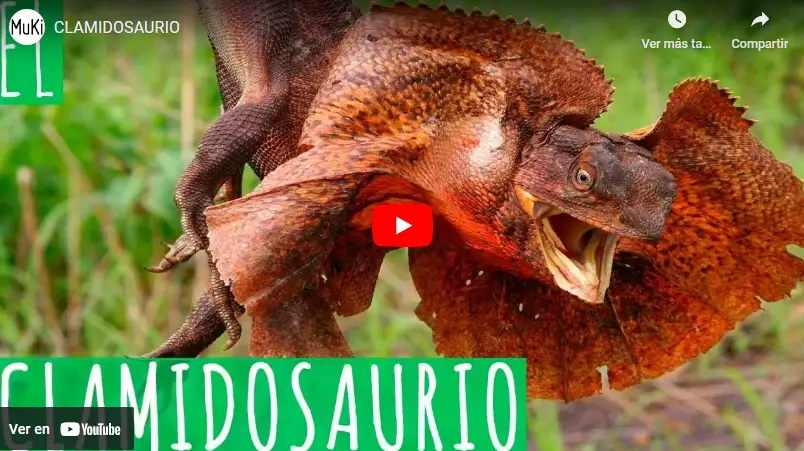 video-lagarto-chorreras