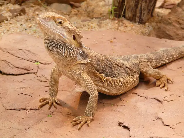 dragon barbudo