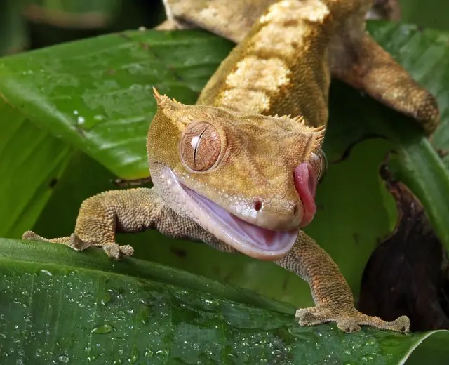 gecko cresta