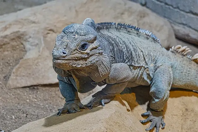 iguana rinoceronte