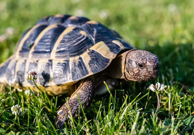 Tortuga Griega