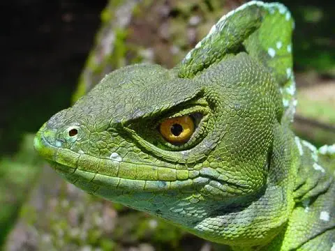 Basilisco