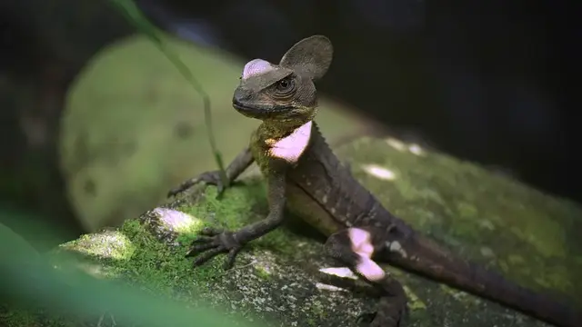 Basilisco