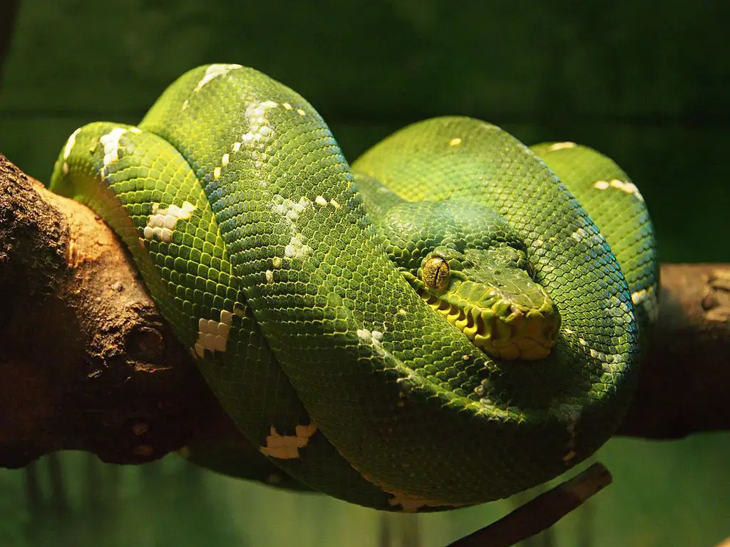 Boa esmeralda o de árbol