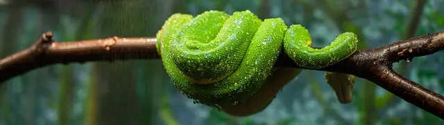 Boa esmeralda o de árbol