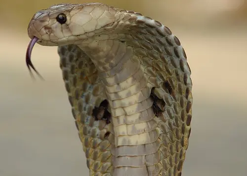 Cobra de anteojos