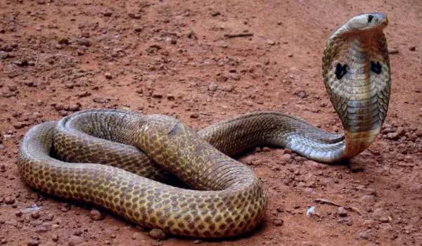 Cobra de anteojos