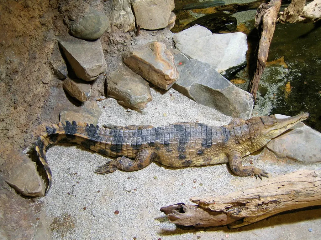 Cocodrilo africano