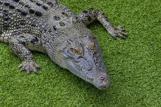 cocodrilo marino