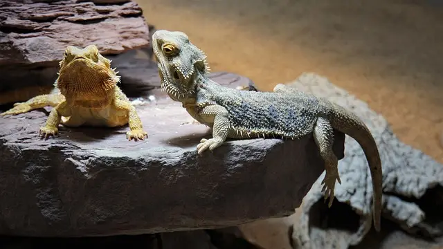 dragon barbudo