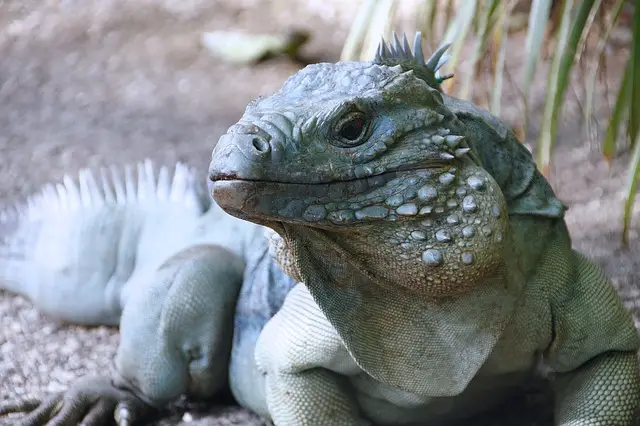 Iguana azul
