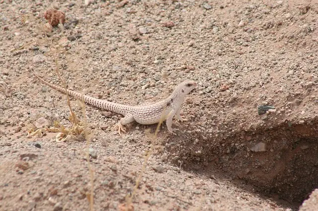 Iguana del Desierto