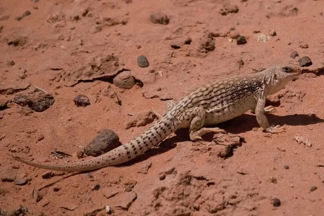Iguana del Desierto
