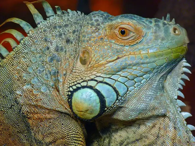 Iguana Verde