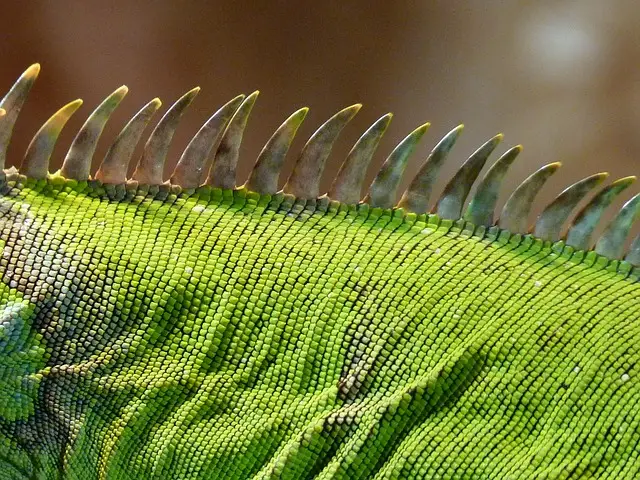 Iguana Verde