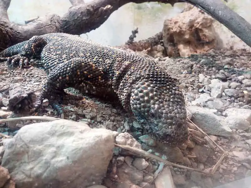 Lagarto Moteado Mexicano o Escorpión
