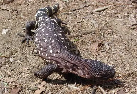 Lagarto Moteado Mexicano o Escorpión