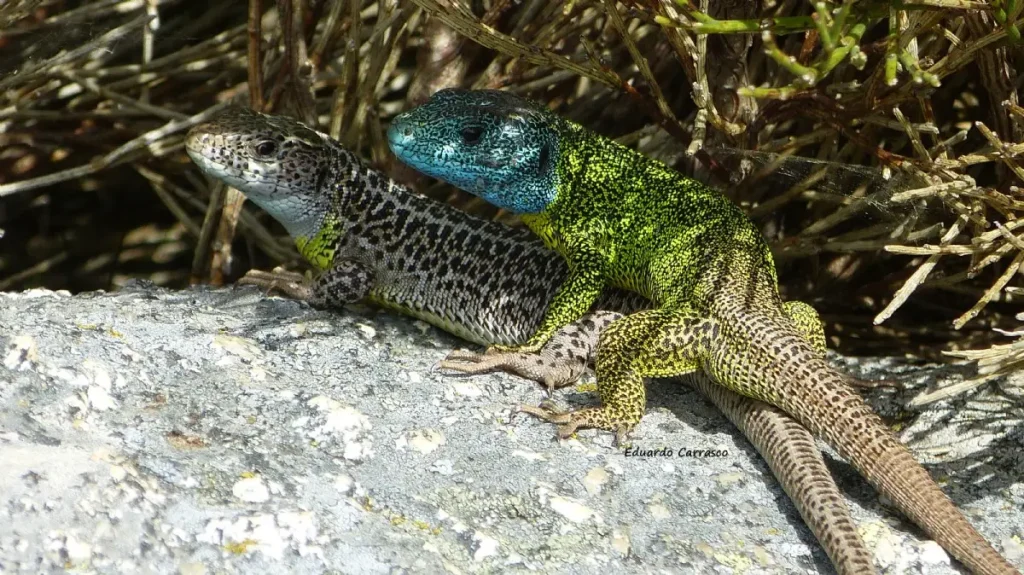 Lagarto Verdinegro