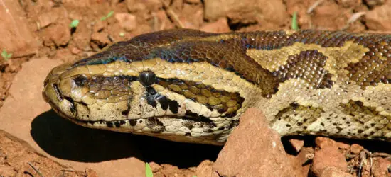Pitón africana de roca