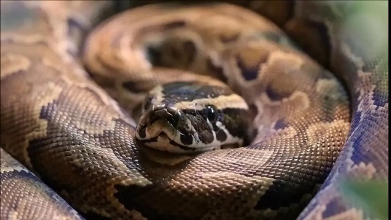 Pitón africana de roca
