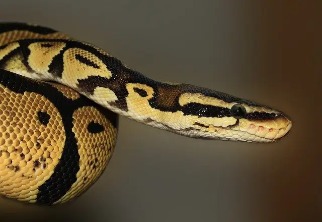 Pitón real