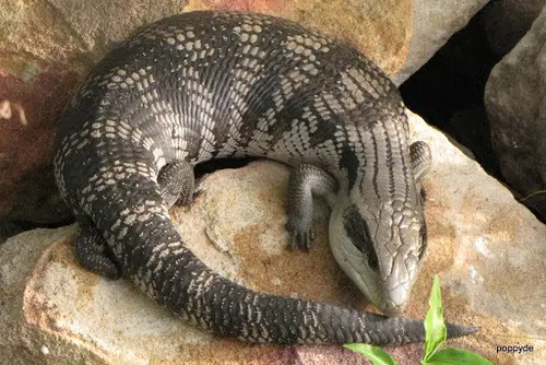 Tiliqua o escinco de lengua azul