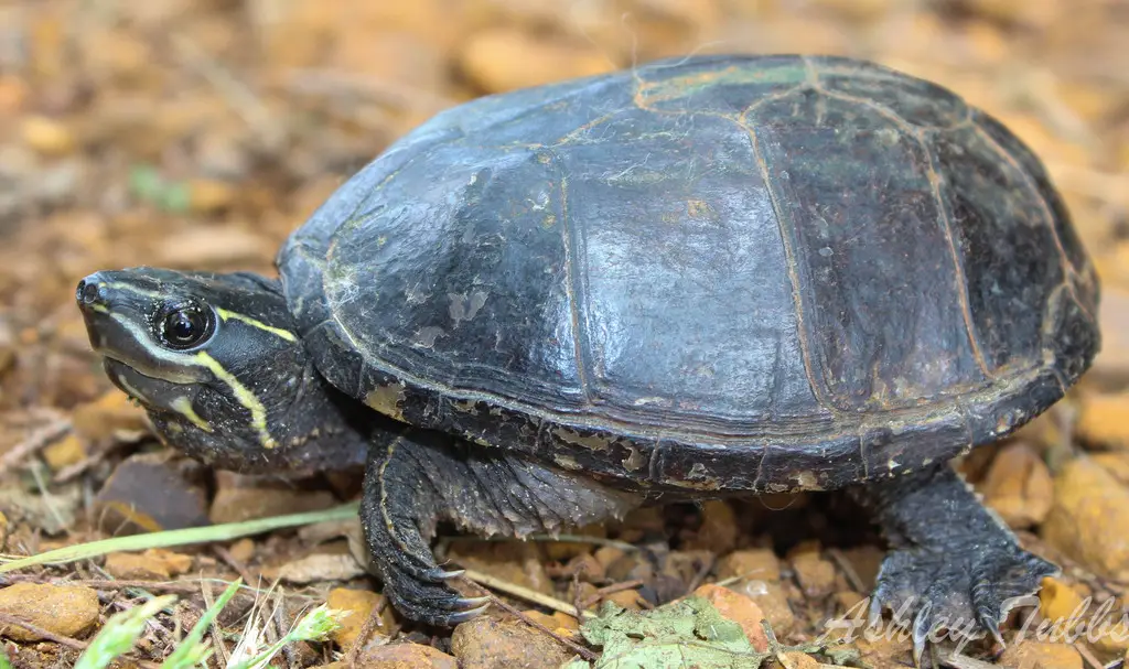Tortuga Almizclada