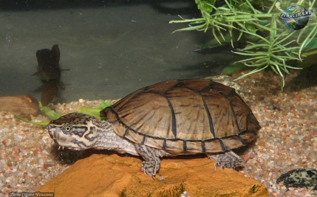 Tortuga Almizclada