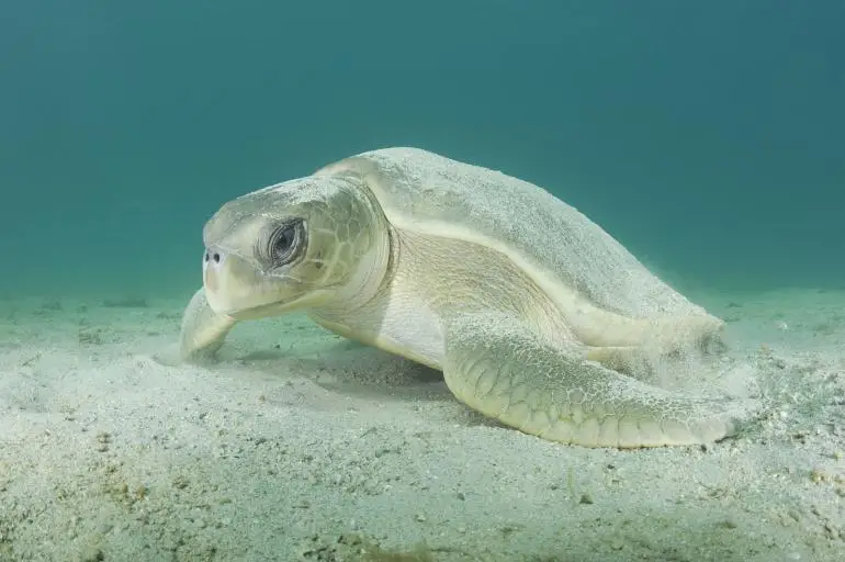 Tortuga Bastarda