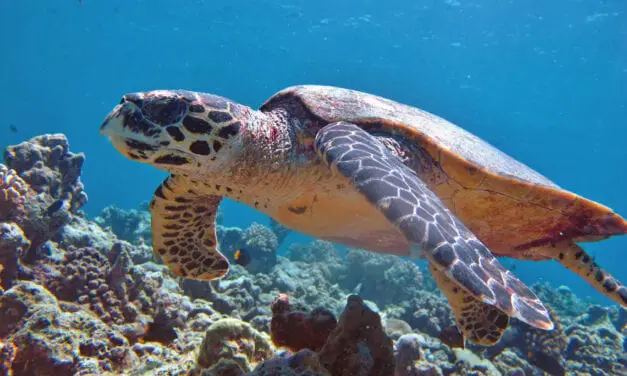 Tortuga Bastarda