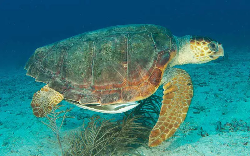 Tortuga Caguama o Boba