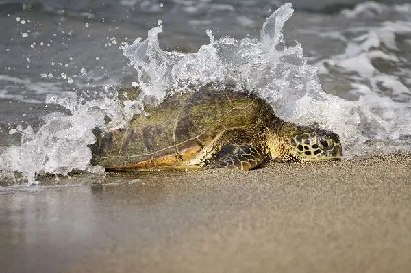 Tortuga Caguama o Boba
