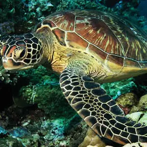 Tortuga Carey