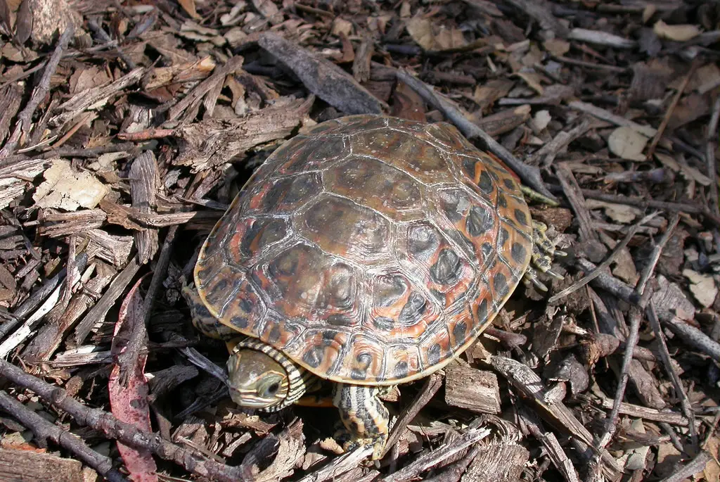 Tortuga del Caspio