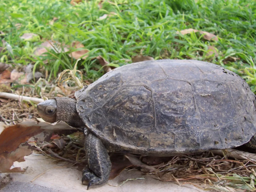 Tortuga del Caspio