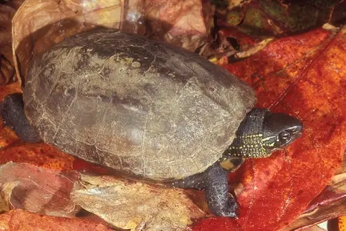Tortuga China de Estanque
