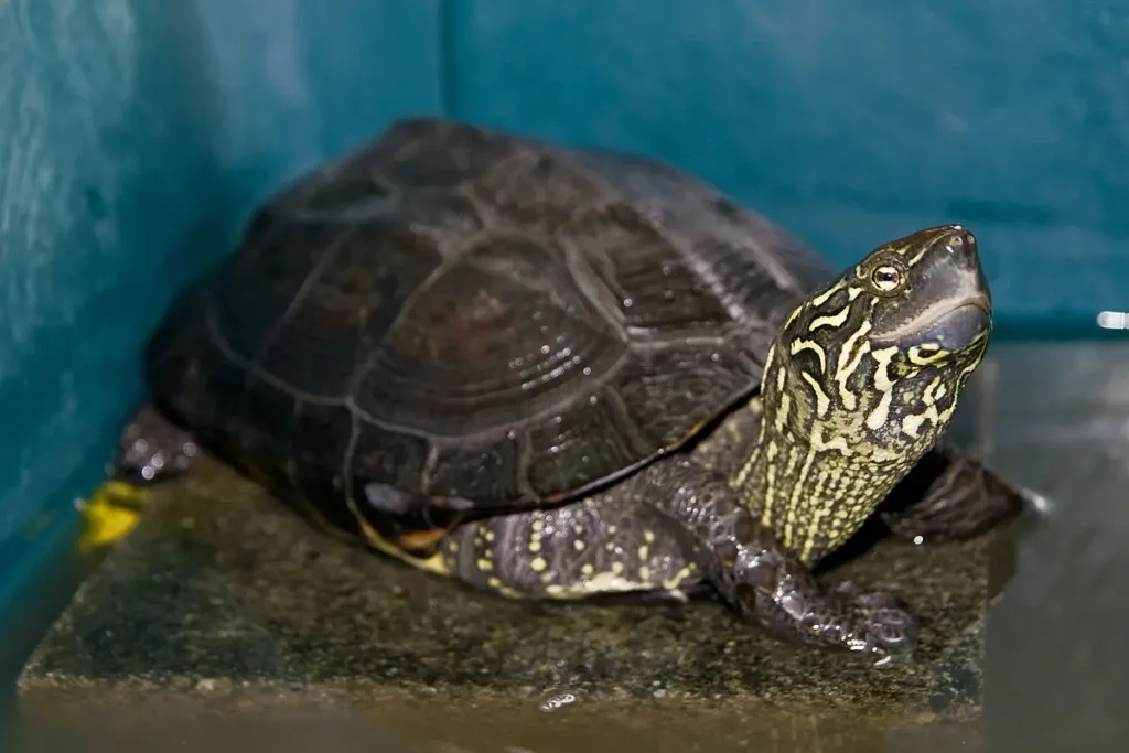 Tortuga China de Estanque