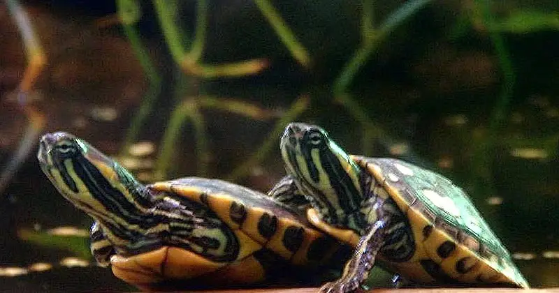 Tortuga de Cumberland