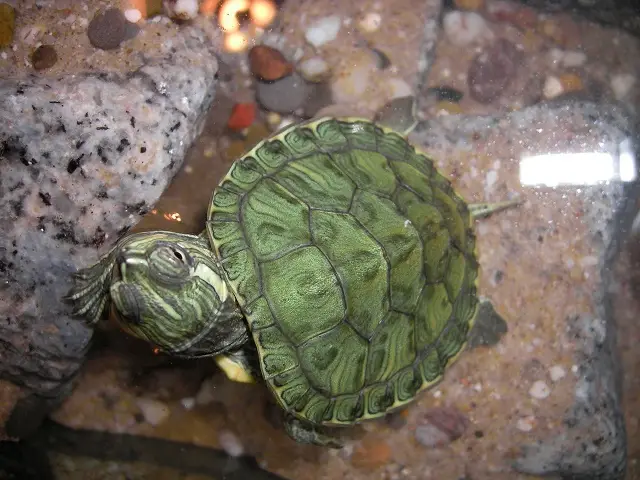 Tortuga de Cumberland