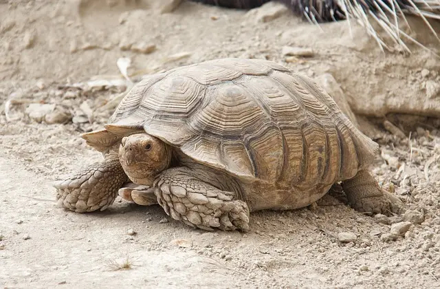 Tortuga Gigante de Galápagos