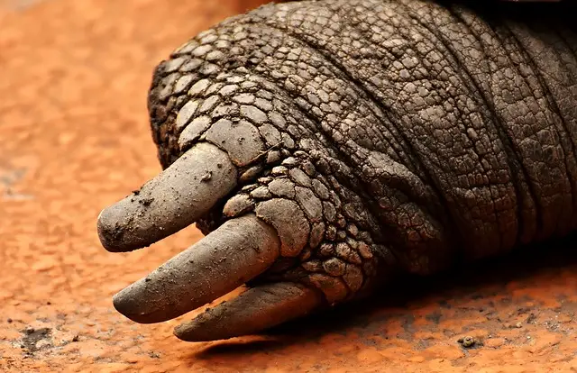 Tortuga Gigante de Galápagos