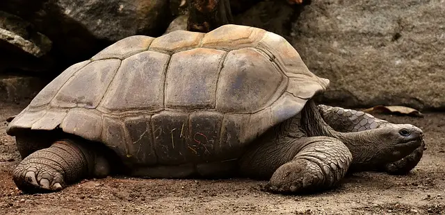 Tortuga Gigante de Galápagos