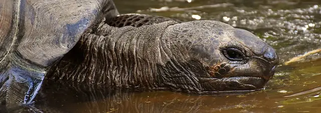 Tortuga Gigante de Galápagos