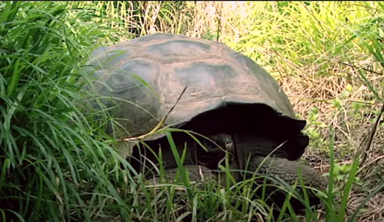 Tortuga Gigante de Galápagos
