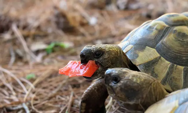 Tortuga Griega
