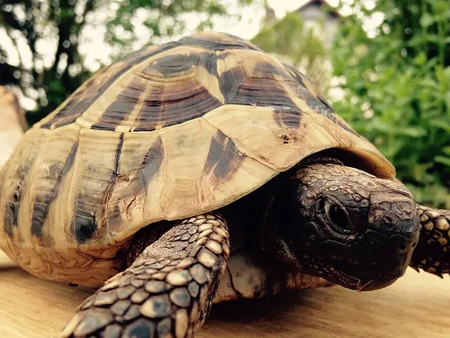 Tortuga Griega