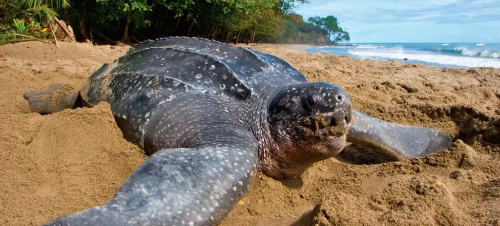 Tortuga Laúd o Baula