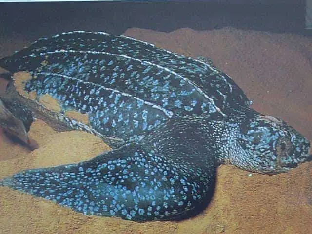 Tortuga Laúd o Baula